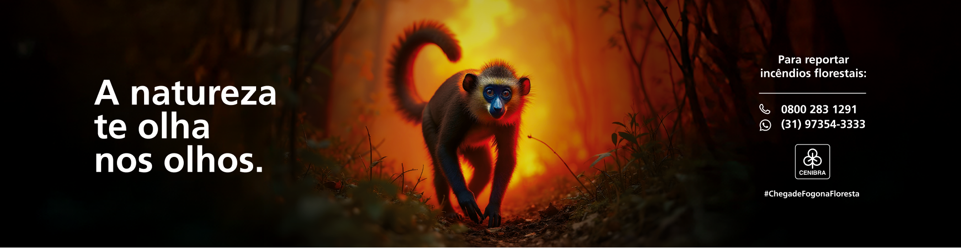 A Natureza te olha nos olhos.